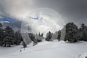 Foggy forest with white snow covered slopes