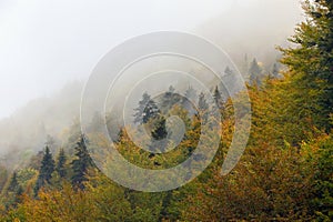 Foggy Forest in Zarnesti, Romania