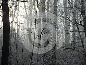 Foggy frozen forest in winter, with pale sun shining through the tree branches