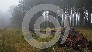 Foggy, ghostly forest, with creepy, dark trees