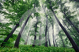 Foggy green forest in spring