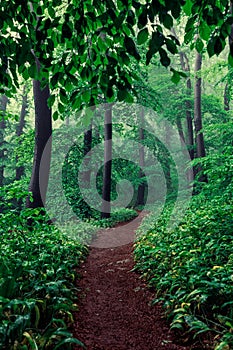 Foggy green forest in spring