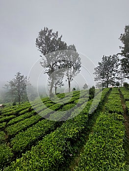 A foggy green tea garden