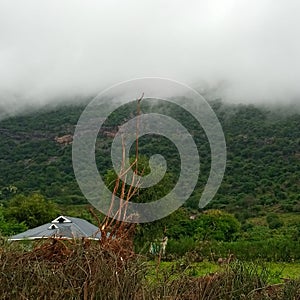 Foggy hill with a green shrub photo