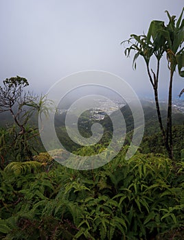 Foggy Honolulu Views from Mount Olympus, Oahu