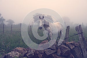Foggy horse with vintage effect