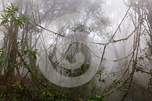 Foggy jungle