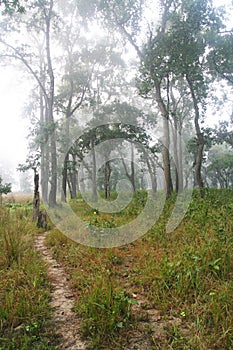 Foggy Jungle Trail