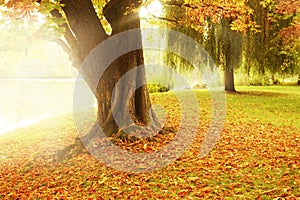 Foggy lake with autumn trees and beautiful carpet of foliage