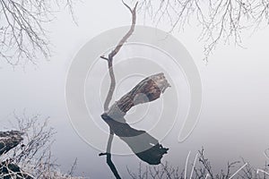 Foggy lake with a fallen weathered tree