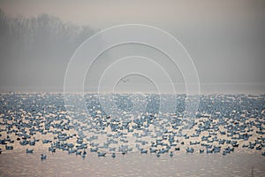 Foggy lake with snow geese
