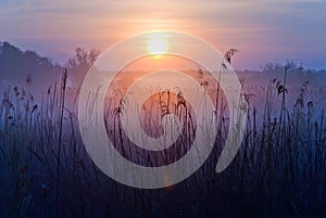 Foggy Landscape. Early Morning on a meadow