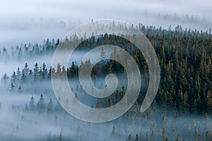 Foggy landscape. Foggy valley of Sumava national park. Detail of forest, Boubin mountain of Czech Republic.