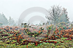 Foggy landscape in the forest