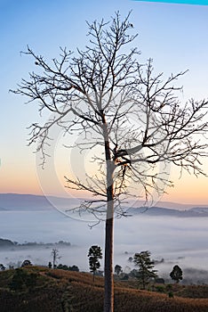 Foggy landscape forest in the morning beautiful sunrise mist cover mountain background with tree at countryside winter