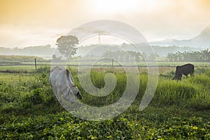 Foggy landscape on green field in the morning, nature misty beautiful in the sunny foggy view and cows in field grazing cow at