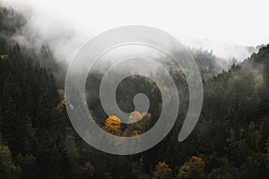 Foggy landscape in the Harz