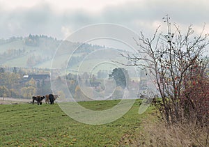 foggy landscape of Lower Silesia, the gluszyca area