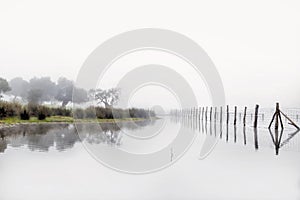 Foggy landscape in Marshes of DoÃ±ana National Park. Huelva, Spain. Wood in water.