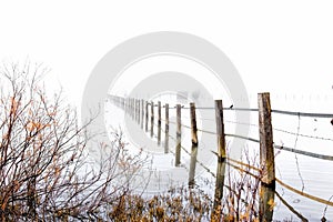 Foggy landscape in Marshes of DoÃ±ana National Park. Huelva, Spain. Wood in water