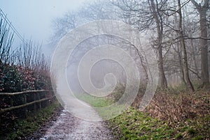 foggy landscape , peaceful view of Low light in foggy forest, misty foggy forest path in winter or spring time