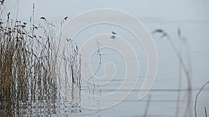 Foggy landscape silhouette of a lonely bird