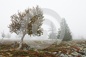 Foggy landscape with trees in fall