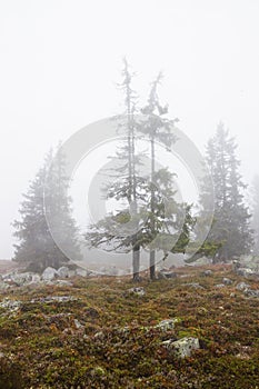 Foggy landscape with trees in fall