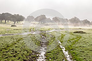 Foggy landscape with wetlands in the natural reserve Dehesa de la Luz in Spain photo