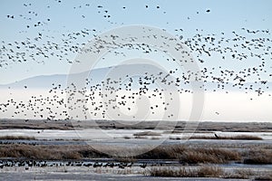 Foggy Marsh Flying Geese