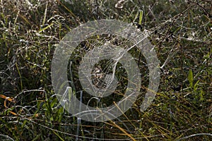 Foggy meadow with a dewy spiderweb.