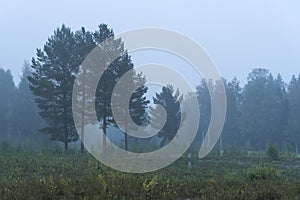 Foggy meadow in a morning. Finland photo