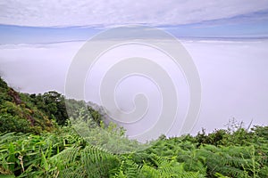 Foggy meadows