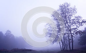 Foggy misty Autumn forest landscape at dawn