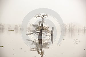 Foggy and misty morning in the Atchafalaya Swamp with cypress tree silhouettes.