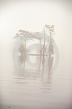 Foggy and misty morning in the Atchafalaya Swamp with cypress tree silhouettes.
