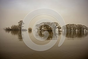 Foggy and misty morning in the Atchafalaya Swamp with cypress tree silhouettes.