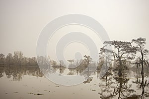 Foggy and misty morning in the Atchafalaya Swamp with cypress tree silhouettes.