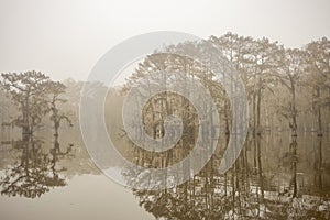 Foggy and misty morning in the Atchafalaya Swamp with cypress tree silhouettes.