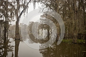 Foggy and misty morning in the Atchafalaya Swamp with cypress tree silhouettes.