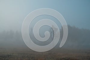 Foggy, misty morning in autumn forest with birch trees with golden, green foliage, grass. Fog, mist in the field. Russia