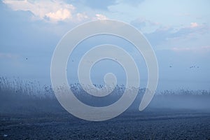 Foggy moor landscape dark blue gray photo