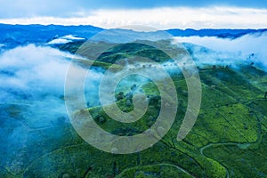 Foggy morning above tea plantation hill