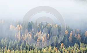 Foggy morning during autumn foliage at colorful taiga forest in Northern Finland