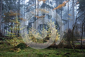 foggy morning in autumn forest