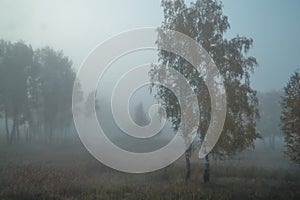 Foggy morning in autumn forest with birch trees with golden, green foliage, grass. Mist in field. Russian nature