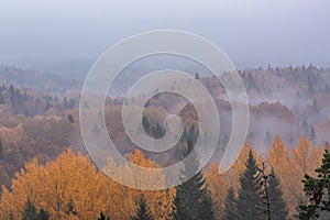Foggy morning in the autumn forest, view from top