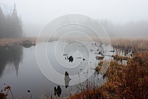 Foggy morning beaver house and pond