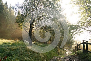 A foggy morning in Beskidy Mountains