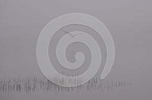 Foggy Morning Bird Watching